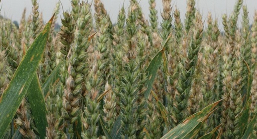 Mycotoxin rainfall risk tool